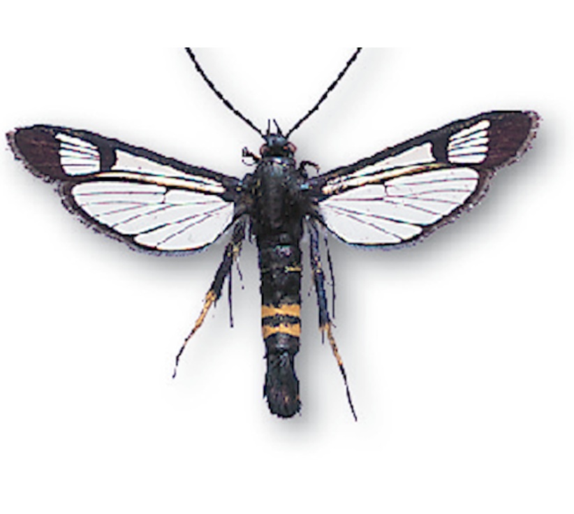 コスかシバ　成虫